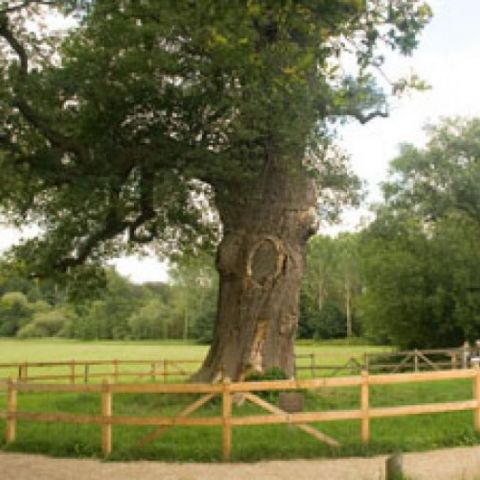 "Dicke Baum" Laren... Haus Verwolde. Dickste Eiche der Niederlande
